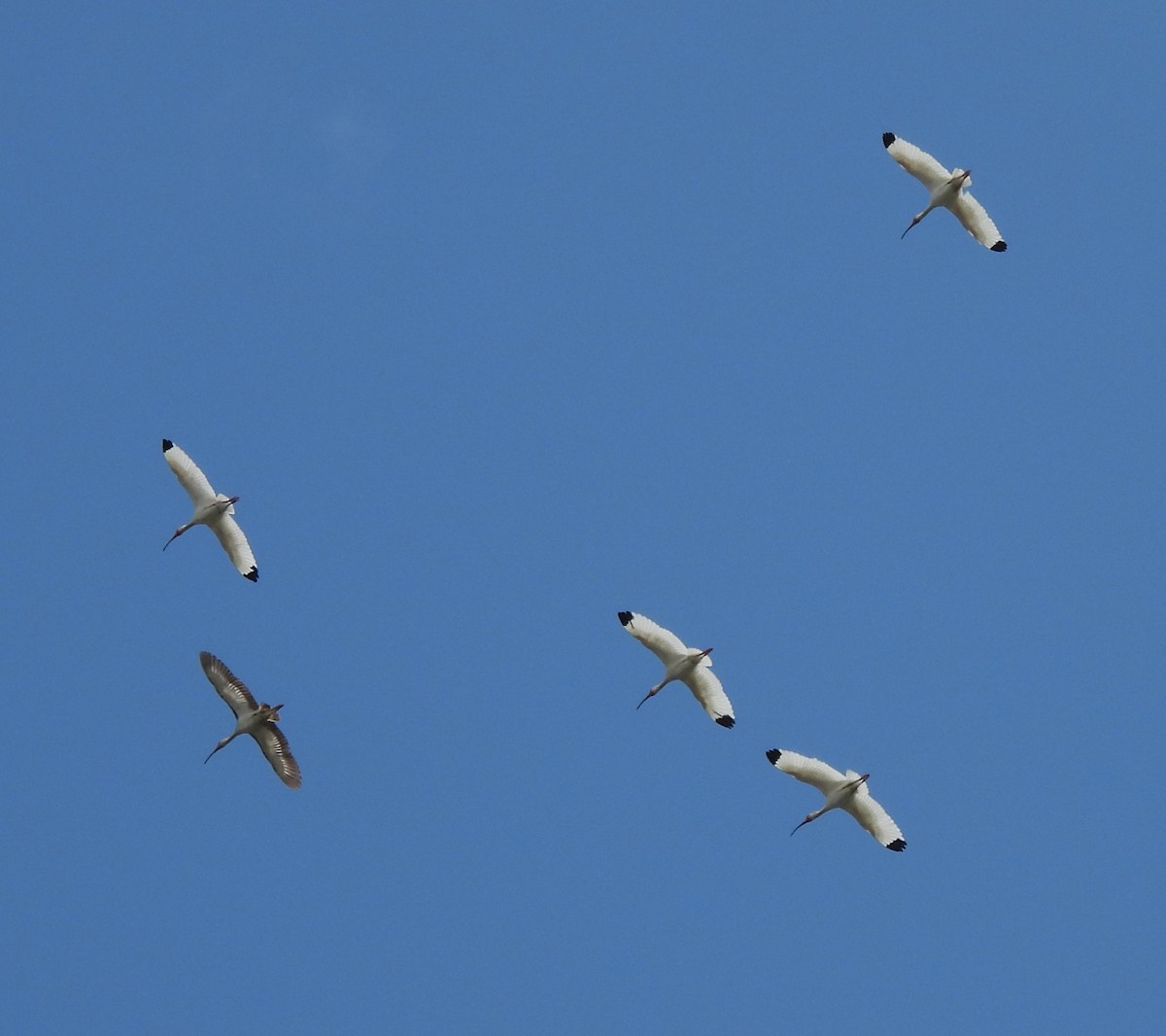 ibis bílý - ML619544688