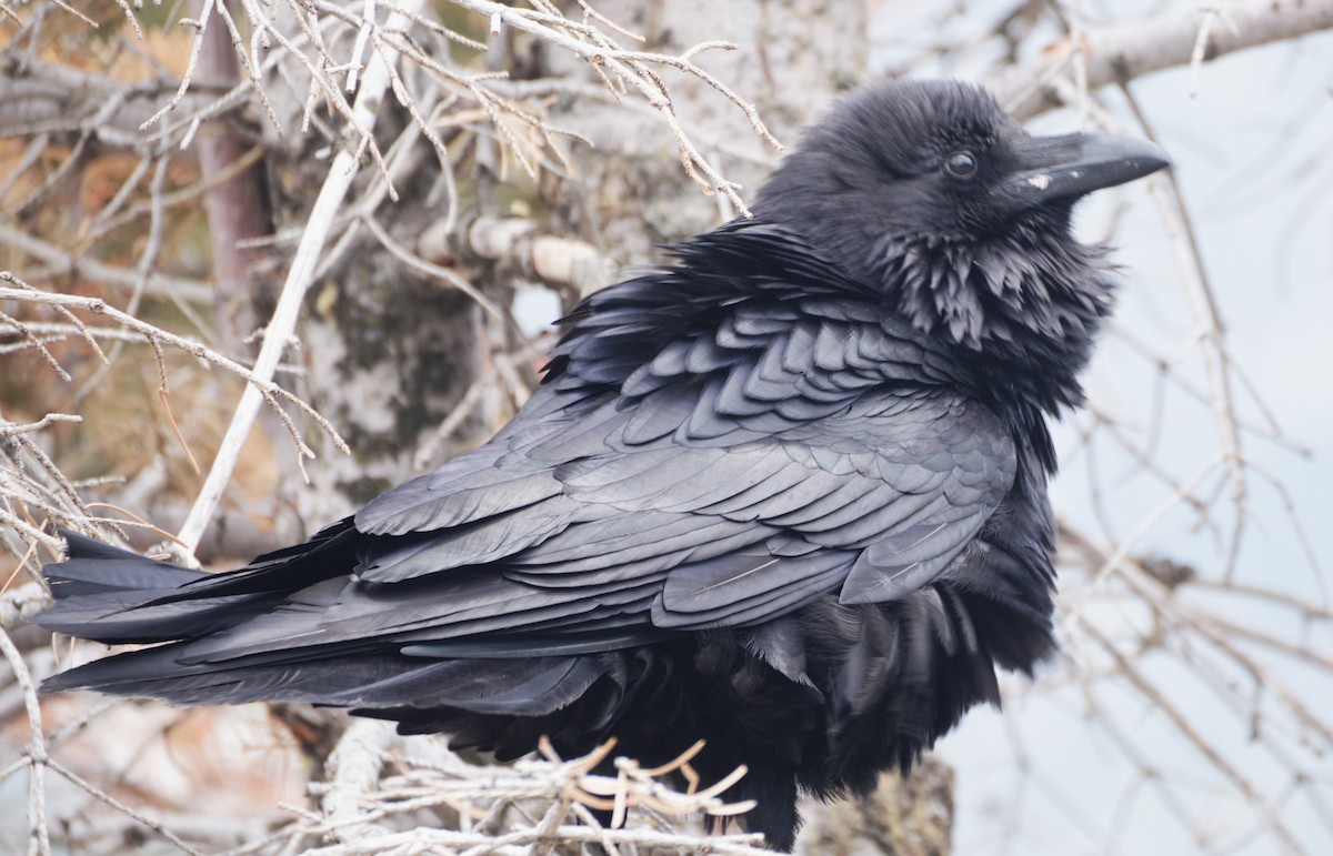 Common Raven - ML619544715