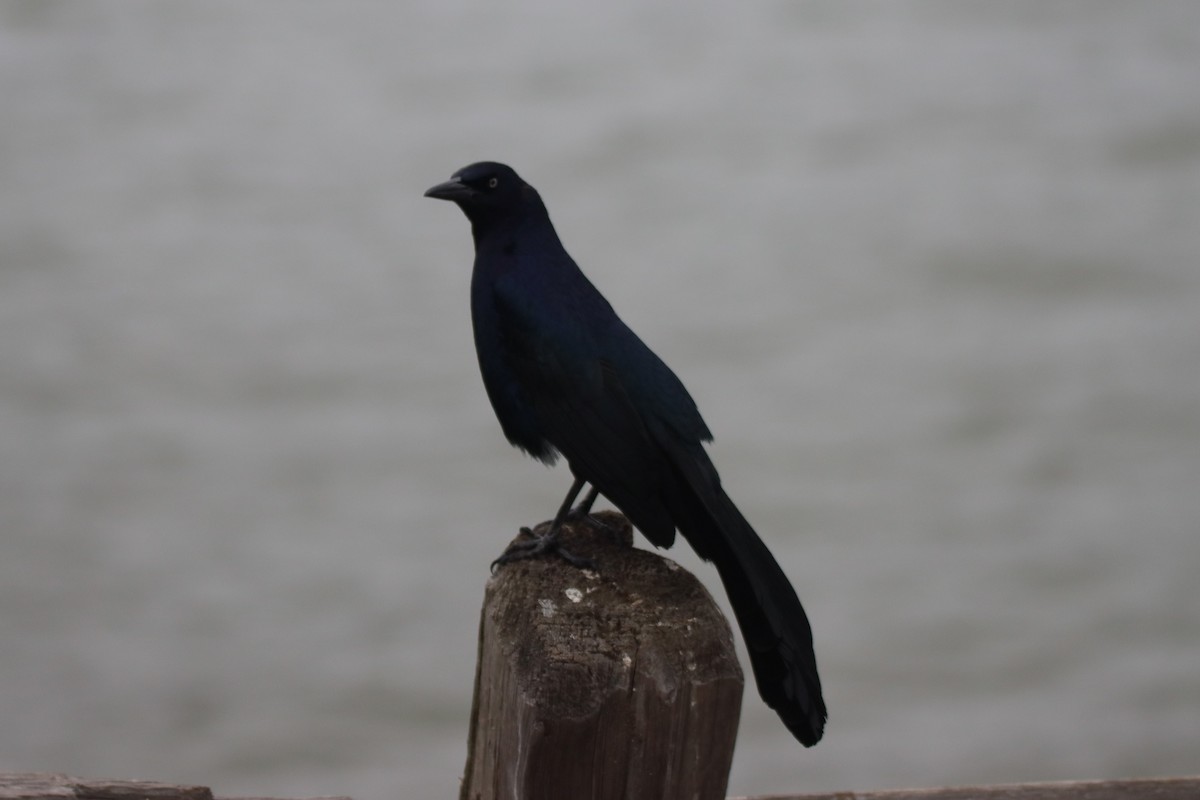 Great-tailed Grackle - ML619544733