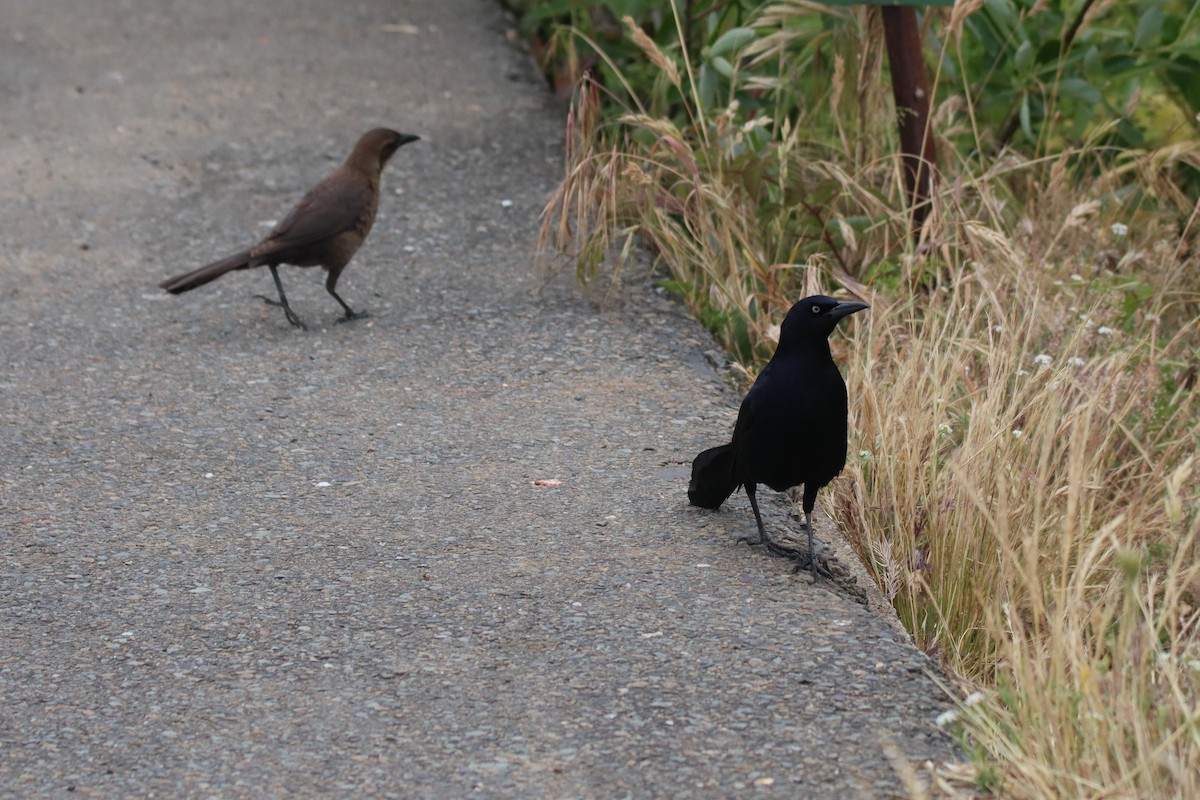 Great-tailed Grackle - ML619544736