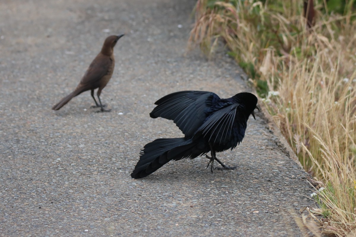 Great-tailed Grackle - ML619544737