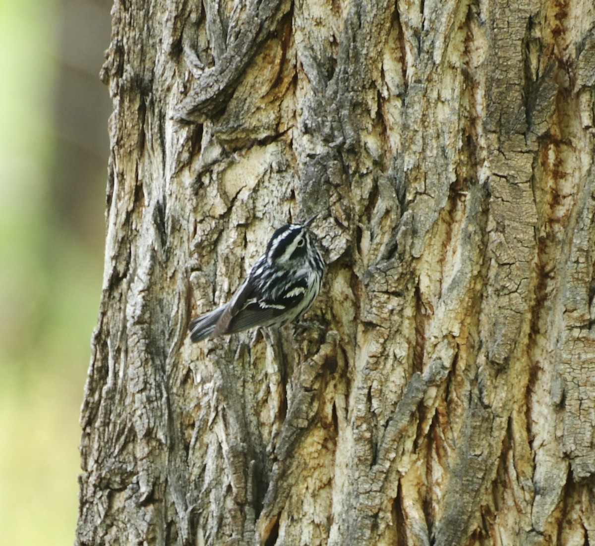 Black-and-white Warbler - ML619544746