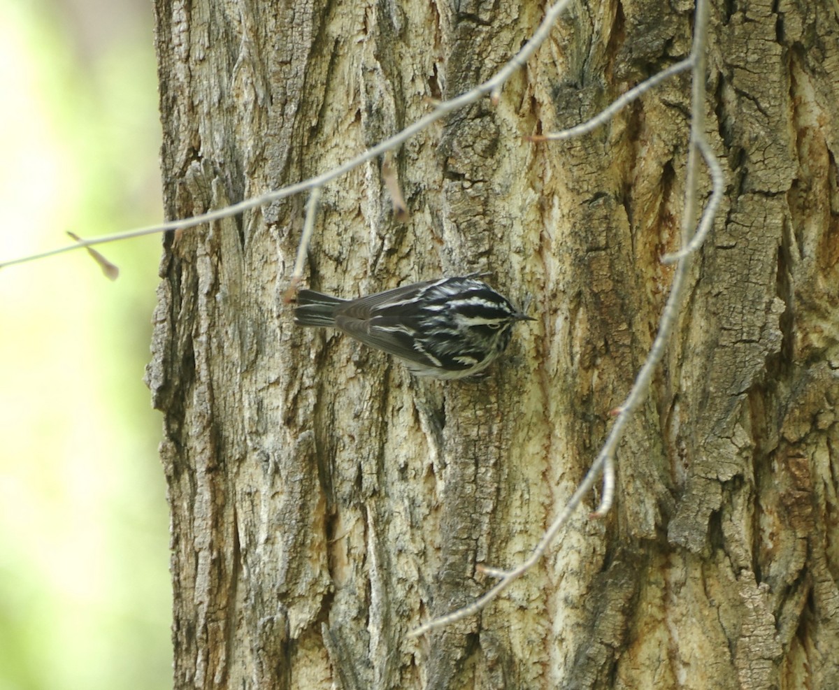 Black-and-white Warbler - ML619544747