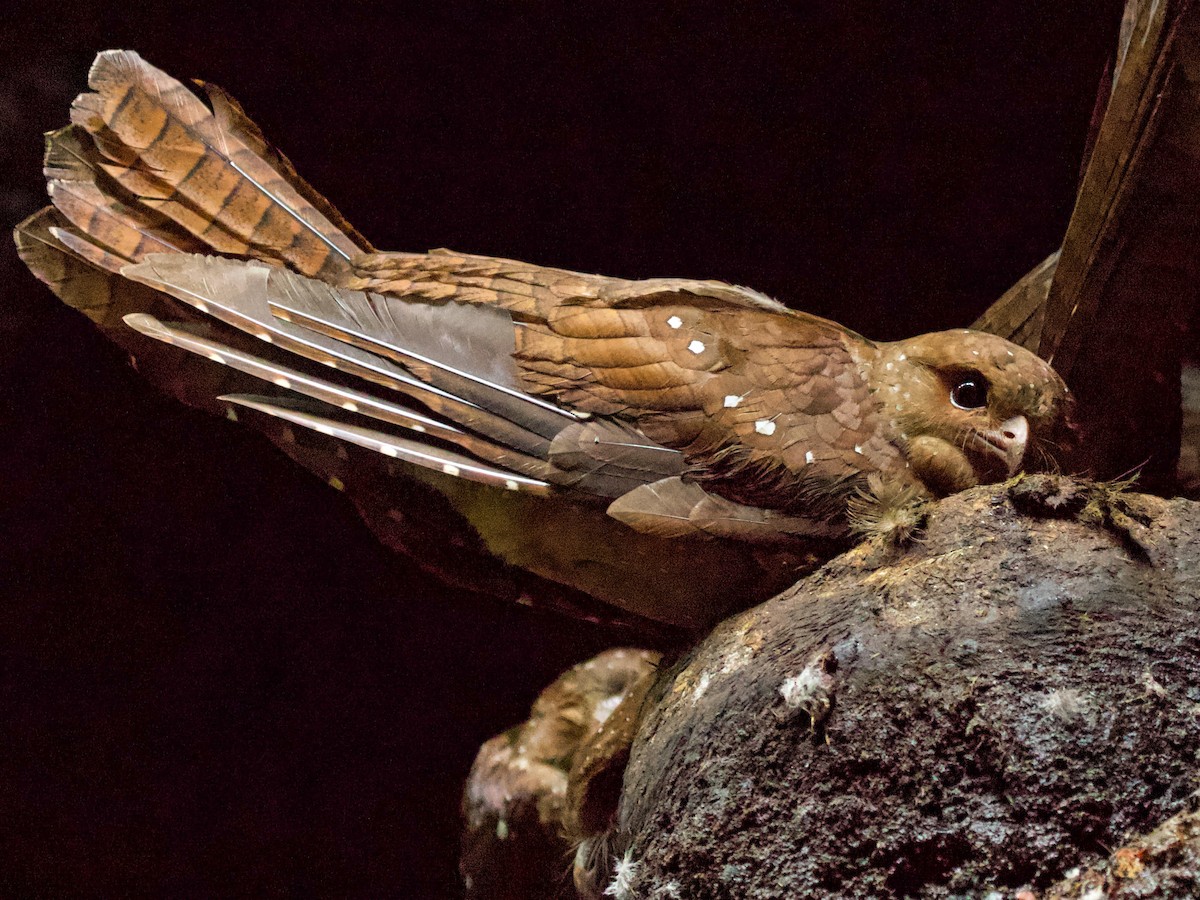 6 Day In The Alto Orinoco Expedition Of The Naturalist Alexander Von Humboldt Made In The 14Th Century: A Journey of Discovery