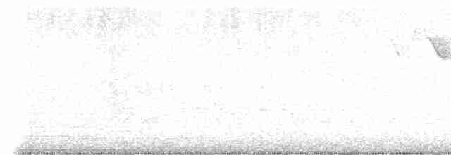 lesňáček černobílý - ML619544756