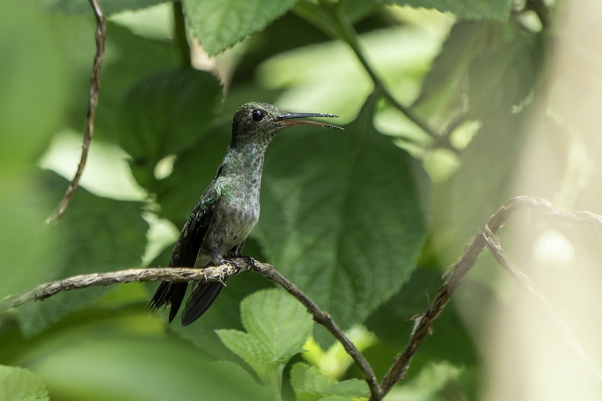 Scaly-breasted Hummingbird - ML619544804