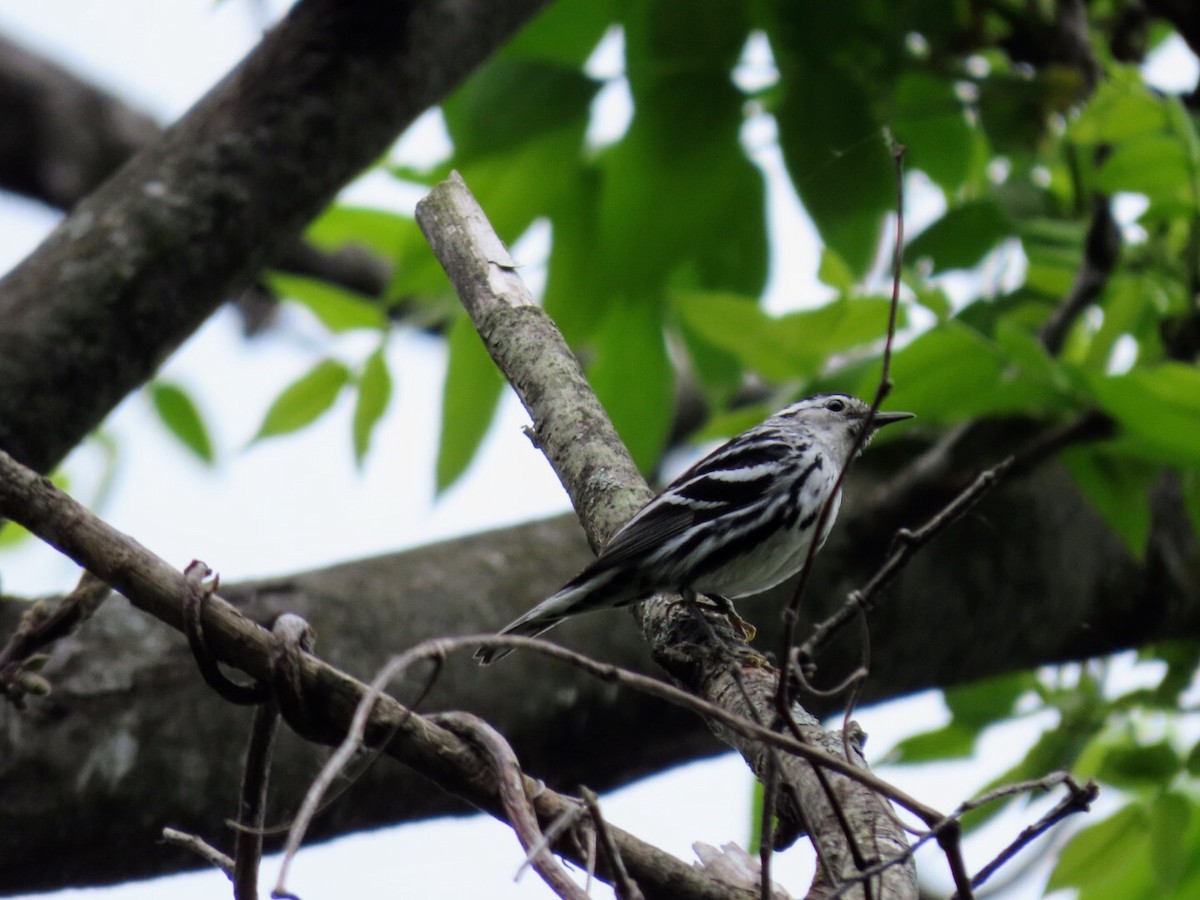 Black-and-white Warbler - ML619544843
