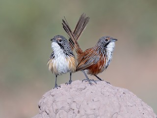  - Carpentarian Grasswren