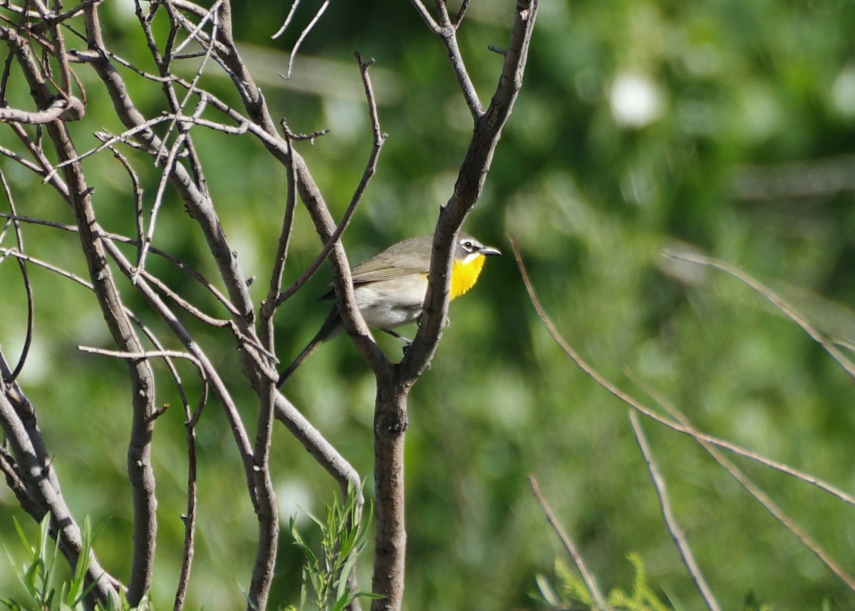 Yellow-breasted Chat - ML619544851