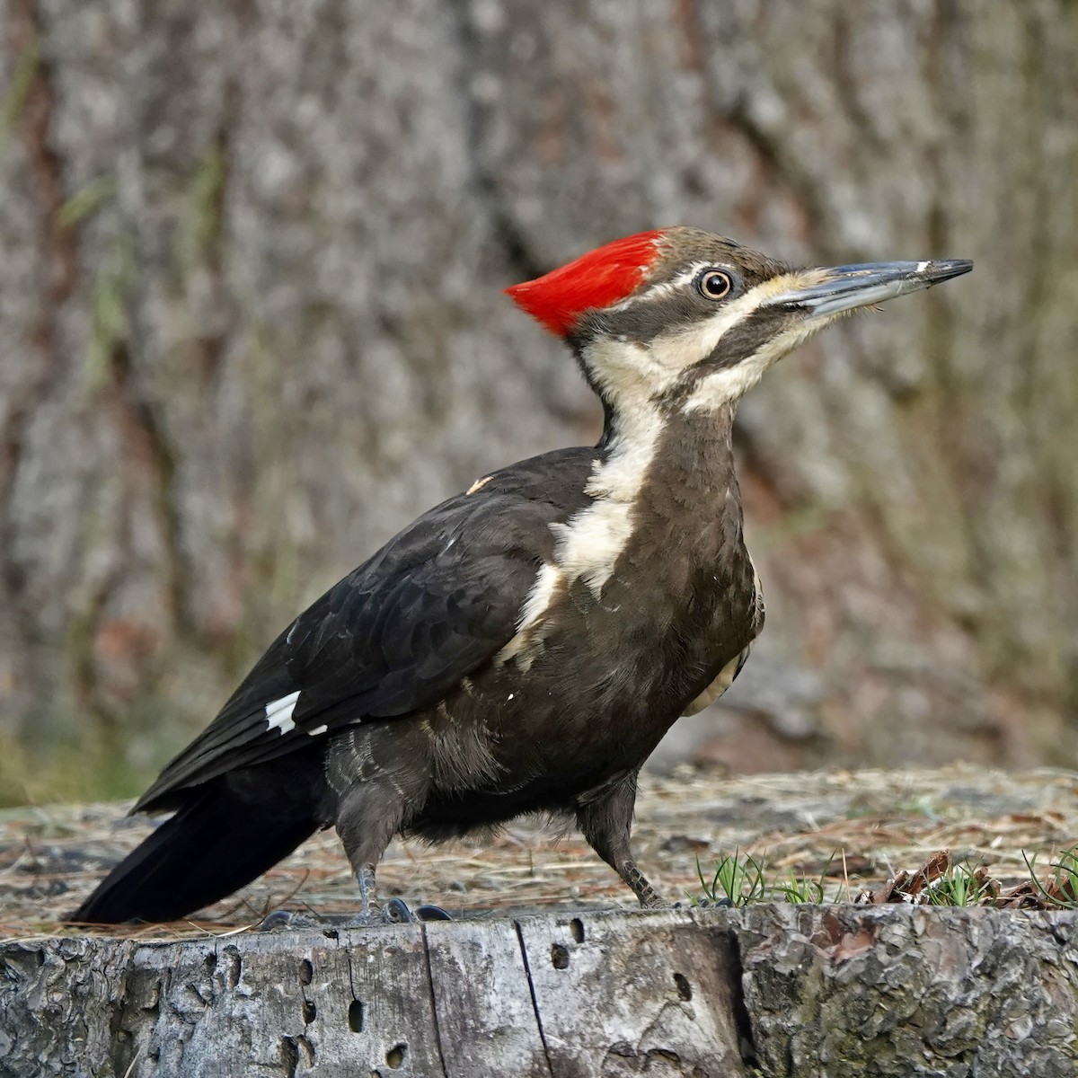 Pileated Woodpecker - ML619544857