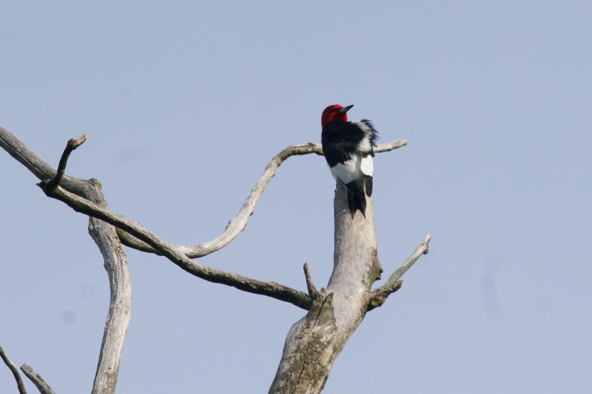 Red-headed Woodpecker - ML619544881