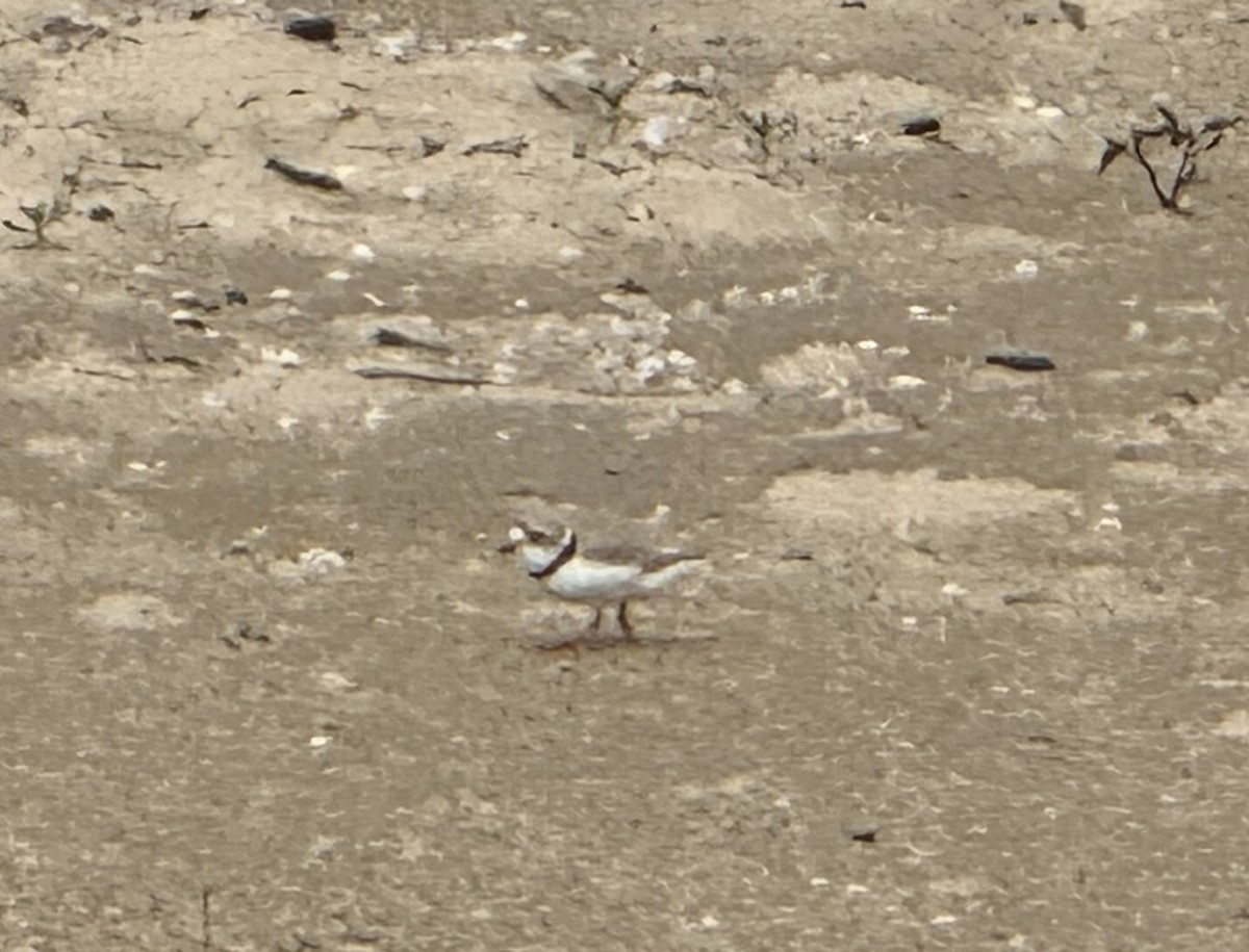 Piping Plover - ML619544884