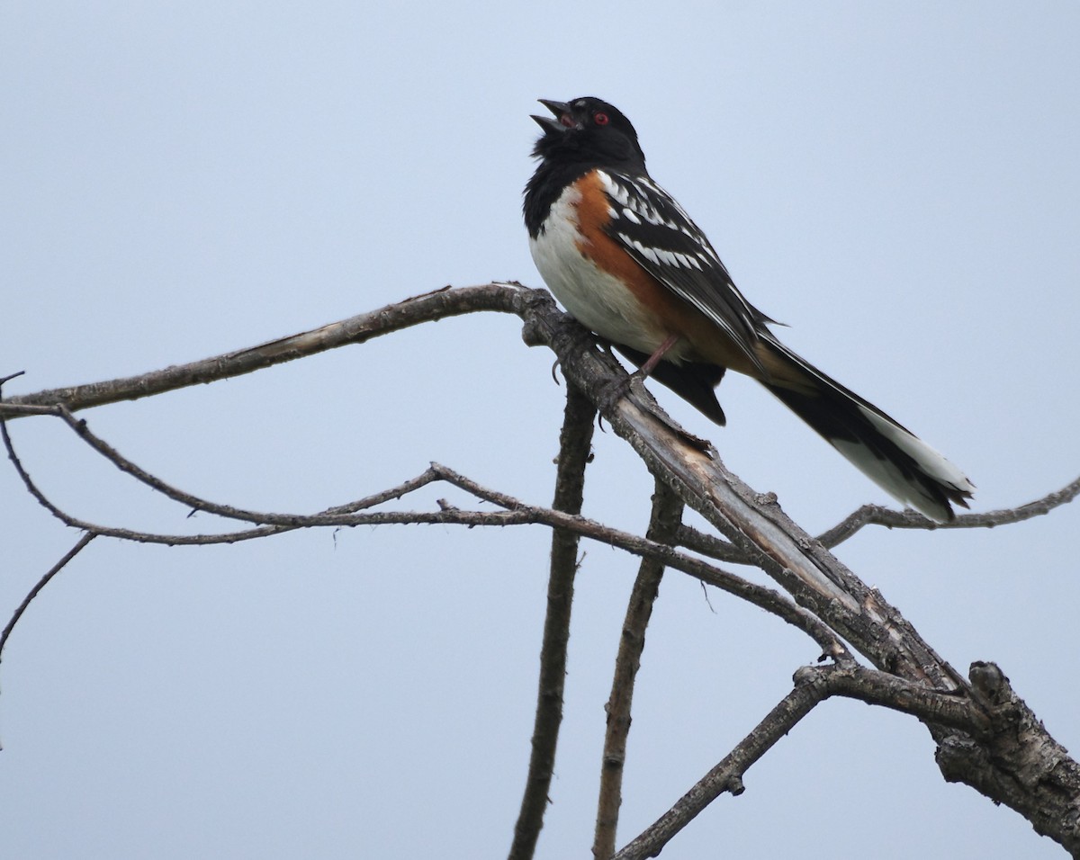 Spotted Towhee - ML619544901
