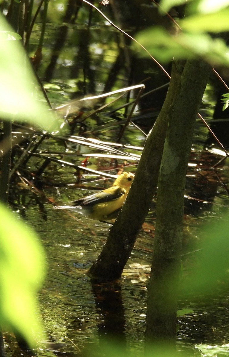 Prothonotary Warbler - ML619544911