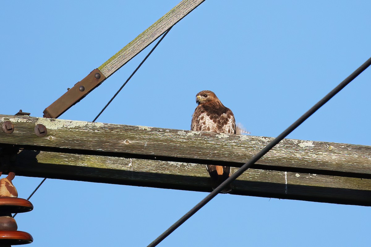 Red-tailed Hawk - ML619544914