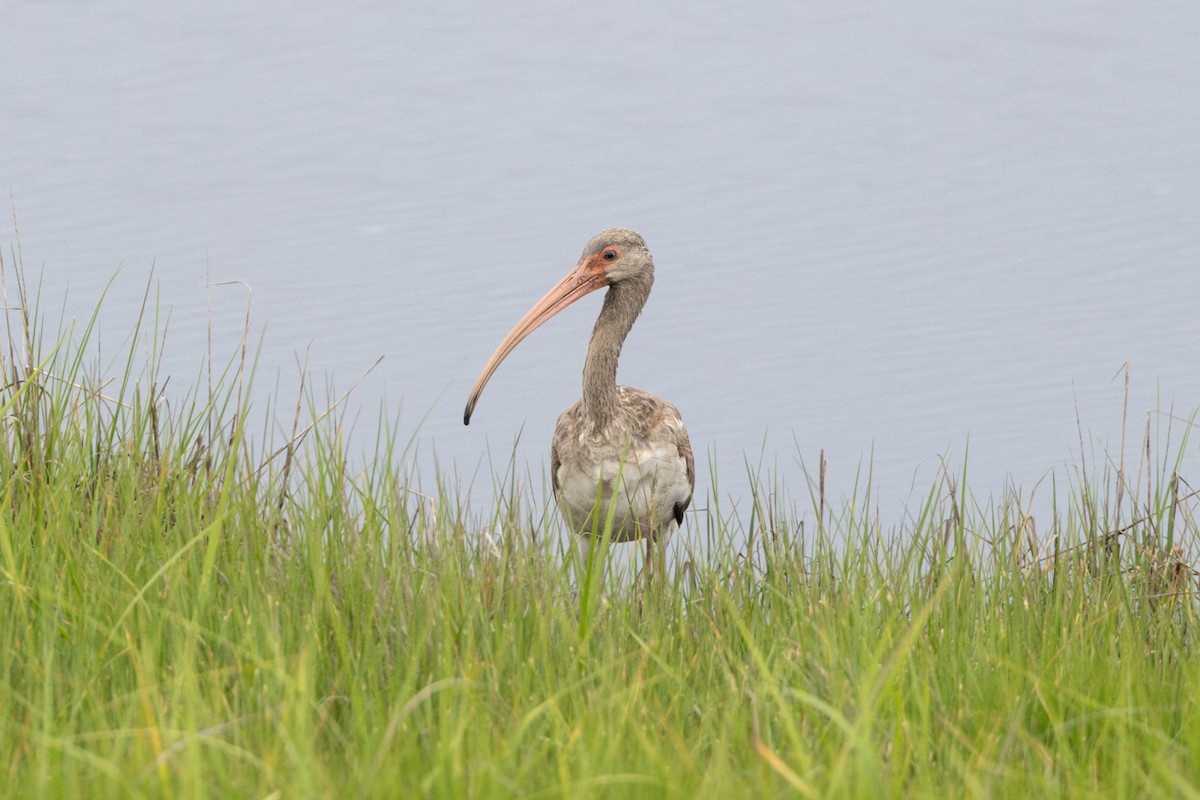 ibis bílý - ML619544940