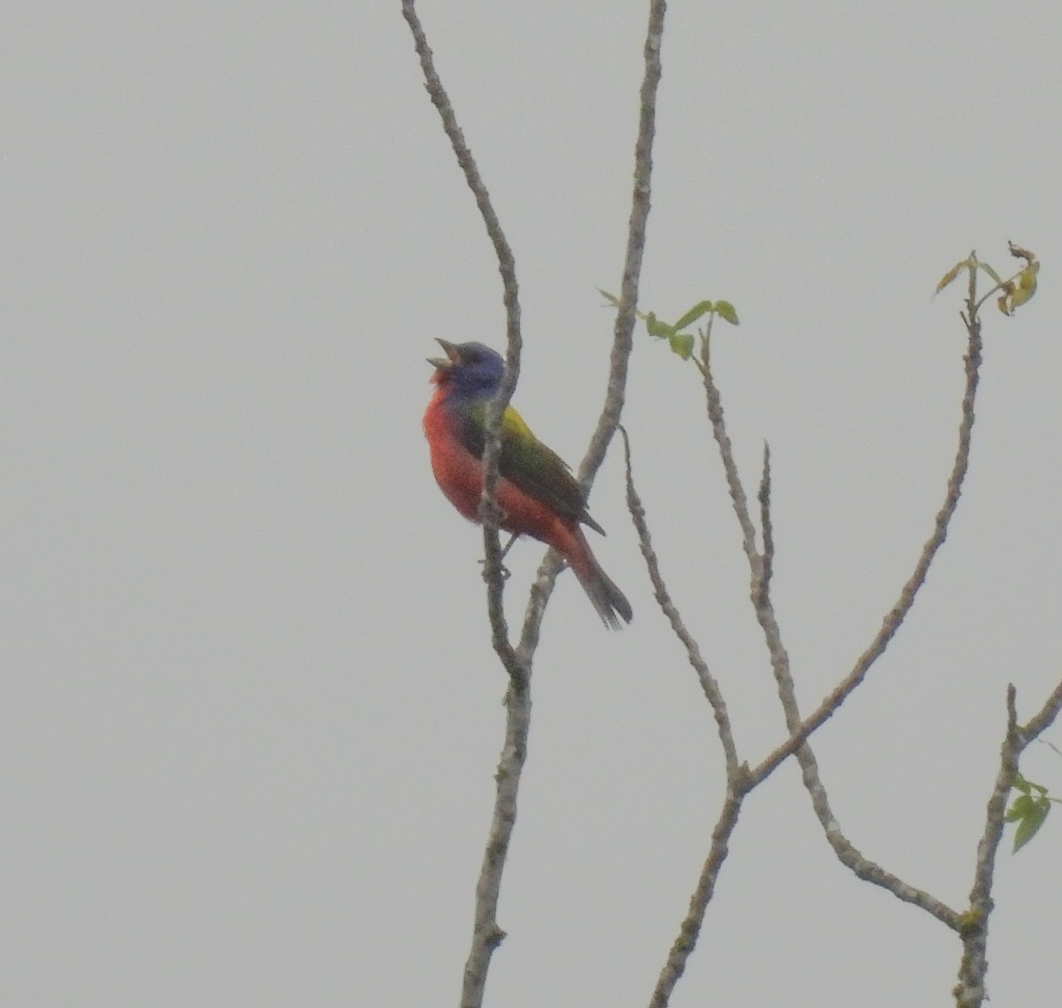Painted Bunting - ML619544966