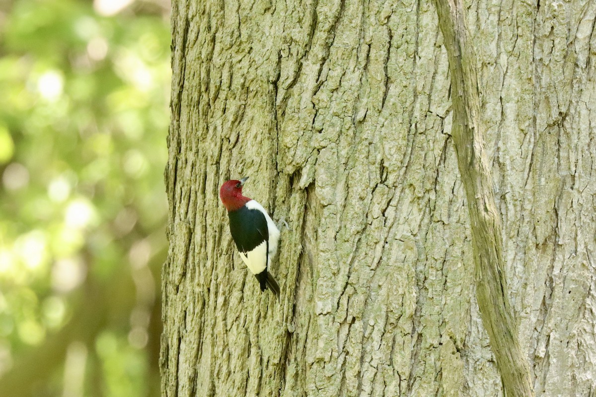 Red-headed Woodpecker - ML619544987