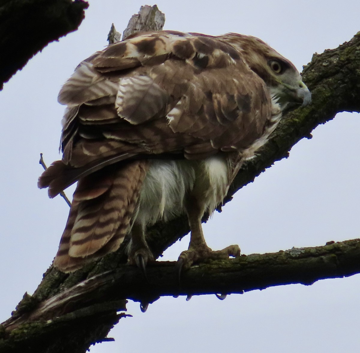 Red-tailed Hawk - ML619544988