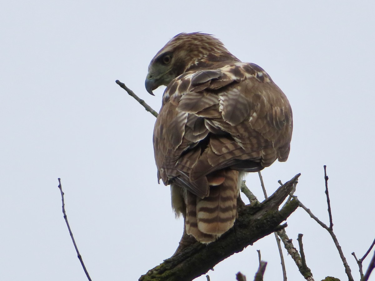 Red-tailed Hawk - ML619544989