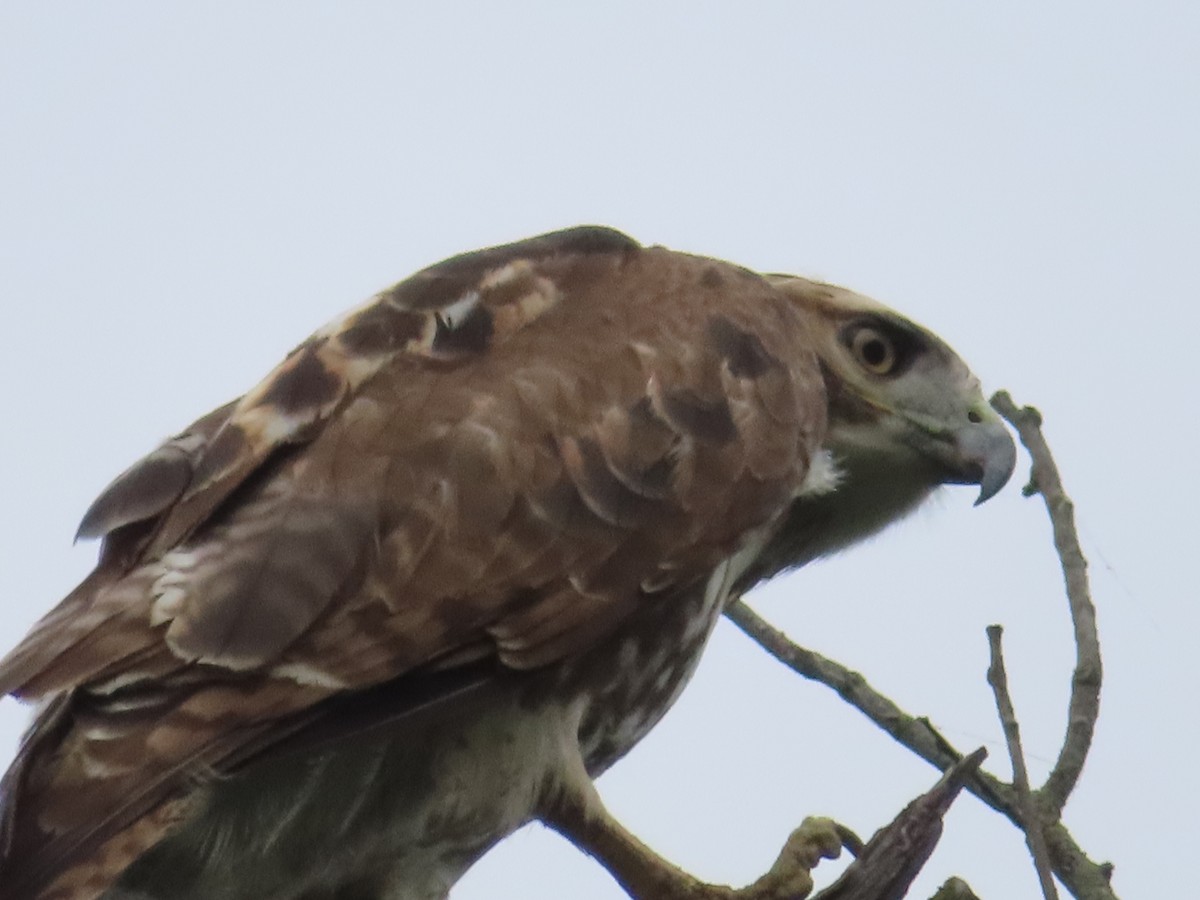 Red-tailed Hawk - ML619544990