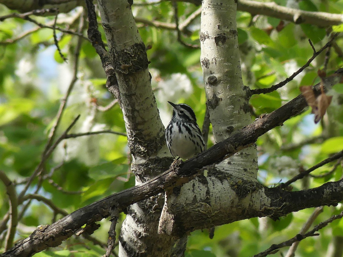 Black-and-white Warbler - ML619544992
