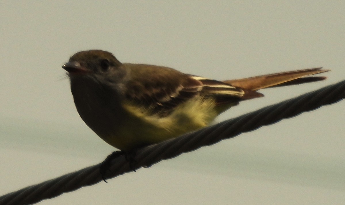 Great Crested Flycatcher - ML619545015
