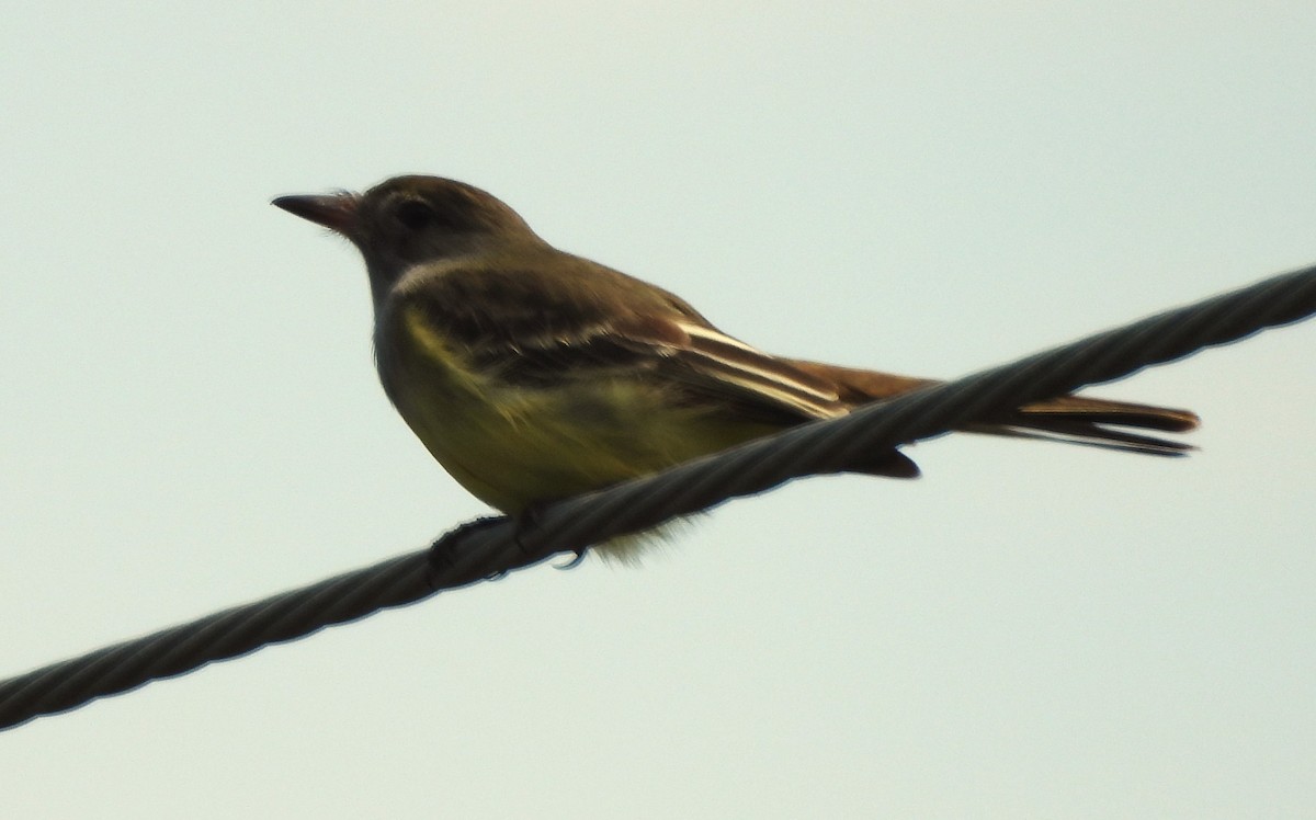 Great Crested Flycatcher - ML619545028