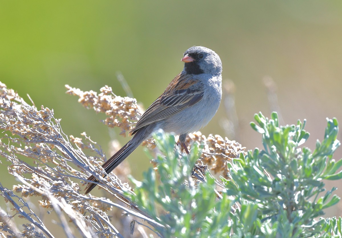 Black-chinned Sparrow - ML619545062