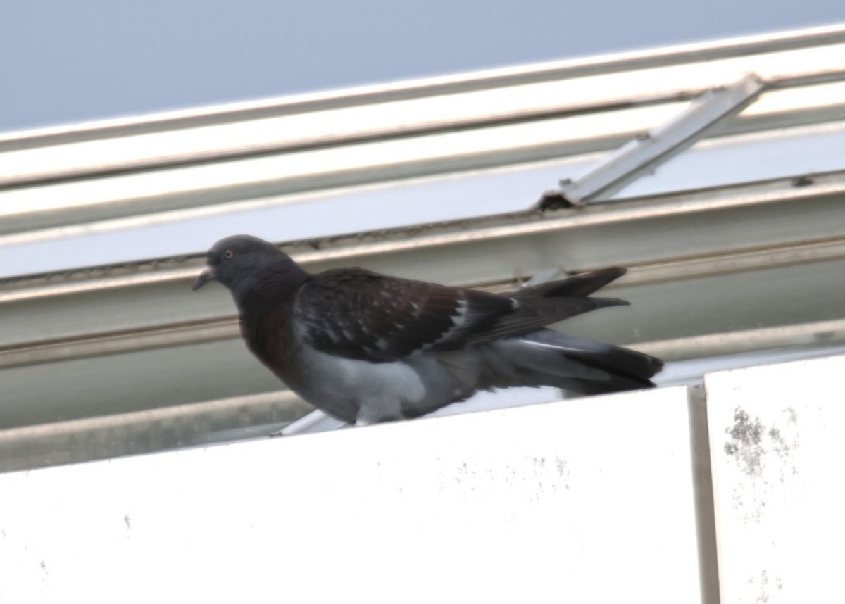 Rock Pigeon (Feral Pigeon) - ML619545073