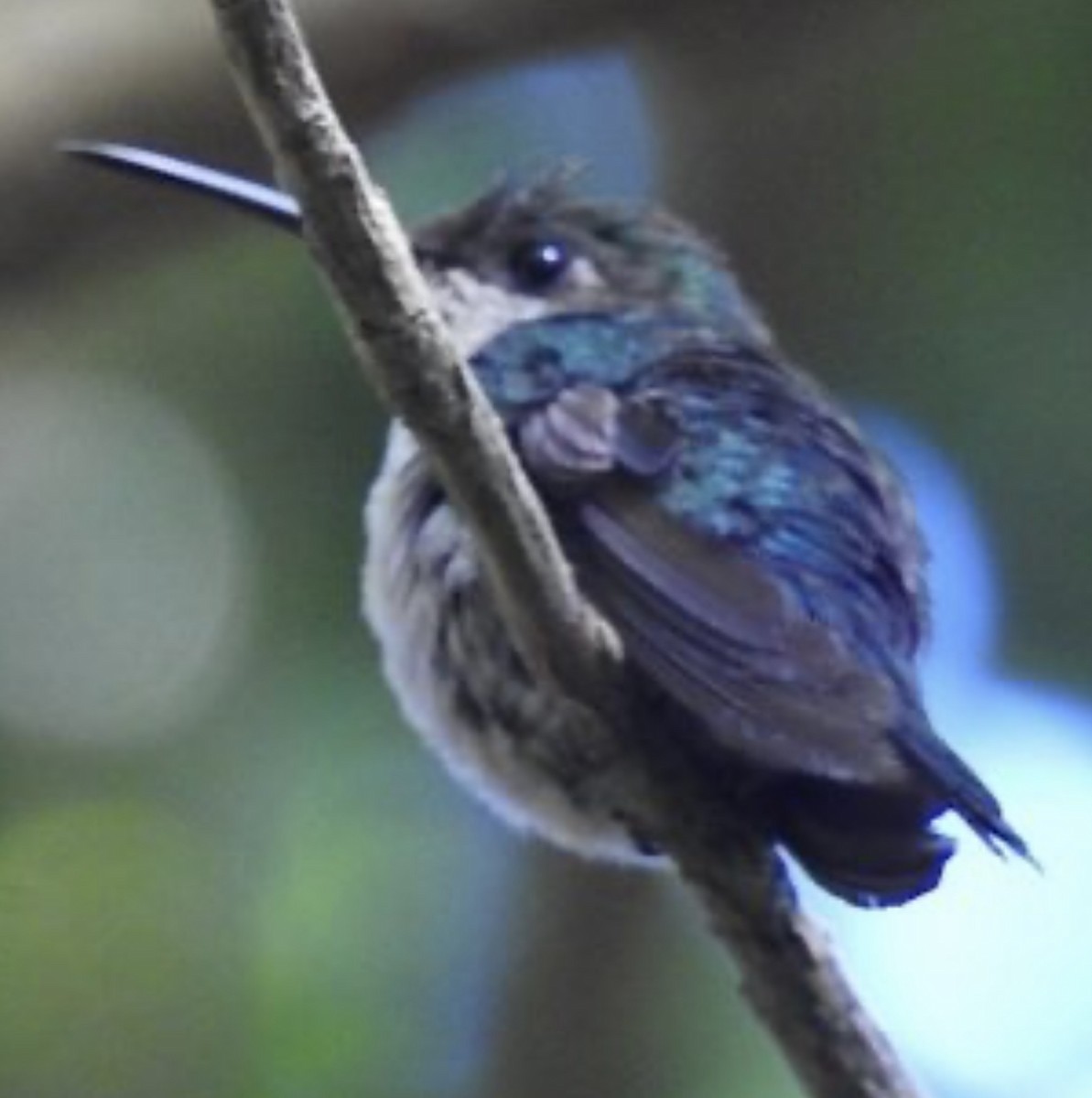 Violet-capped Woodnymph - ML619545074