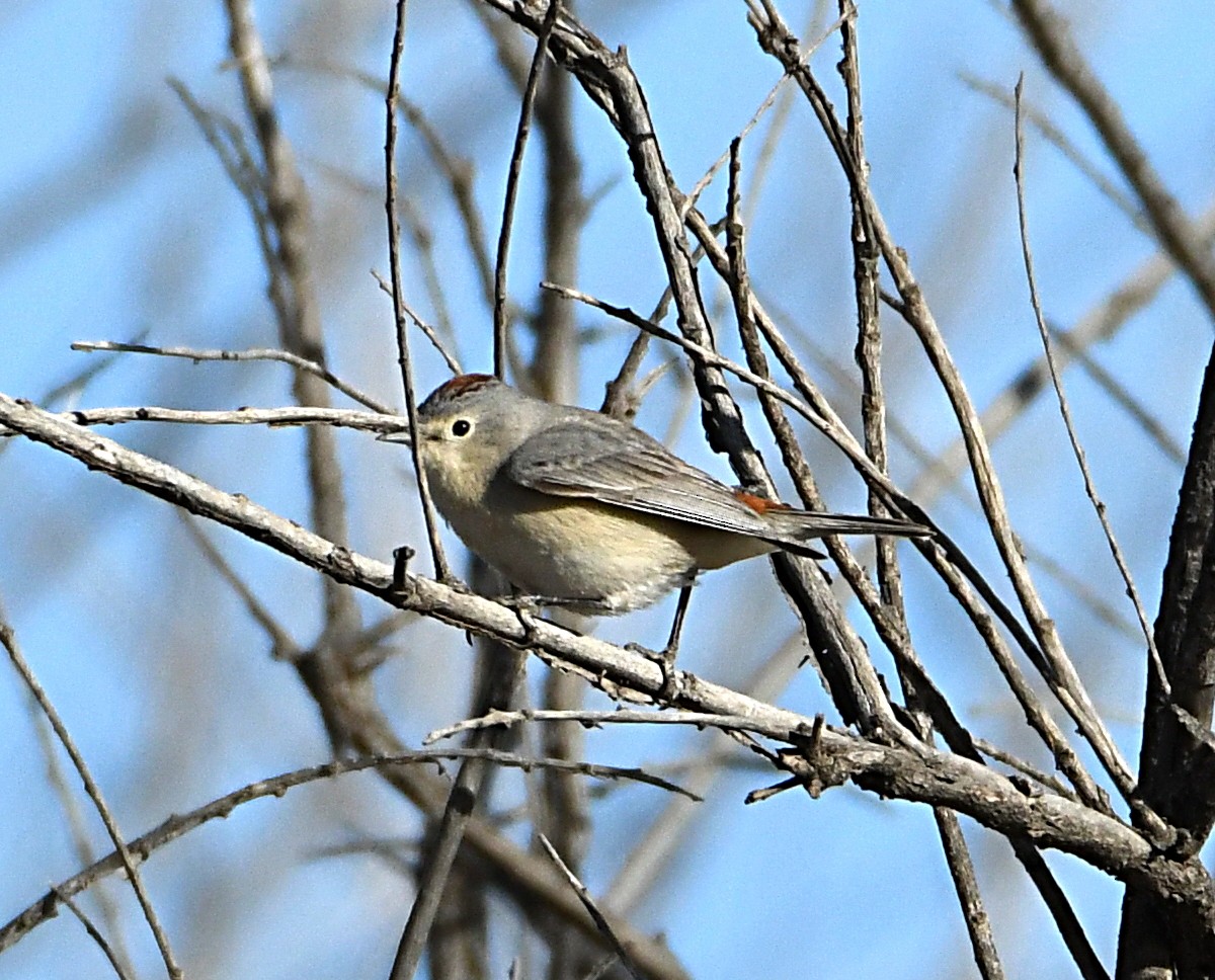 Lucy's Warbler - ML619545118