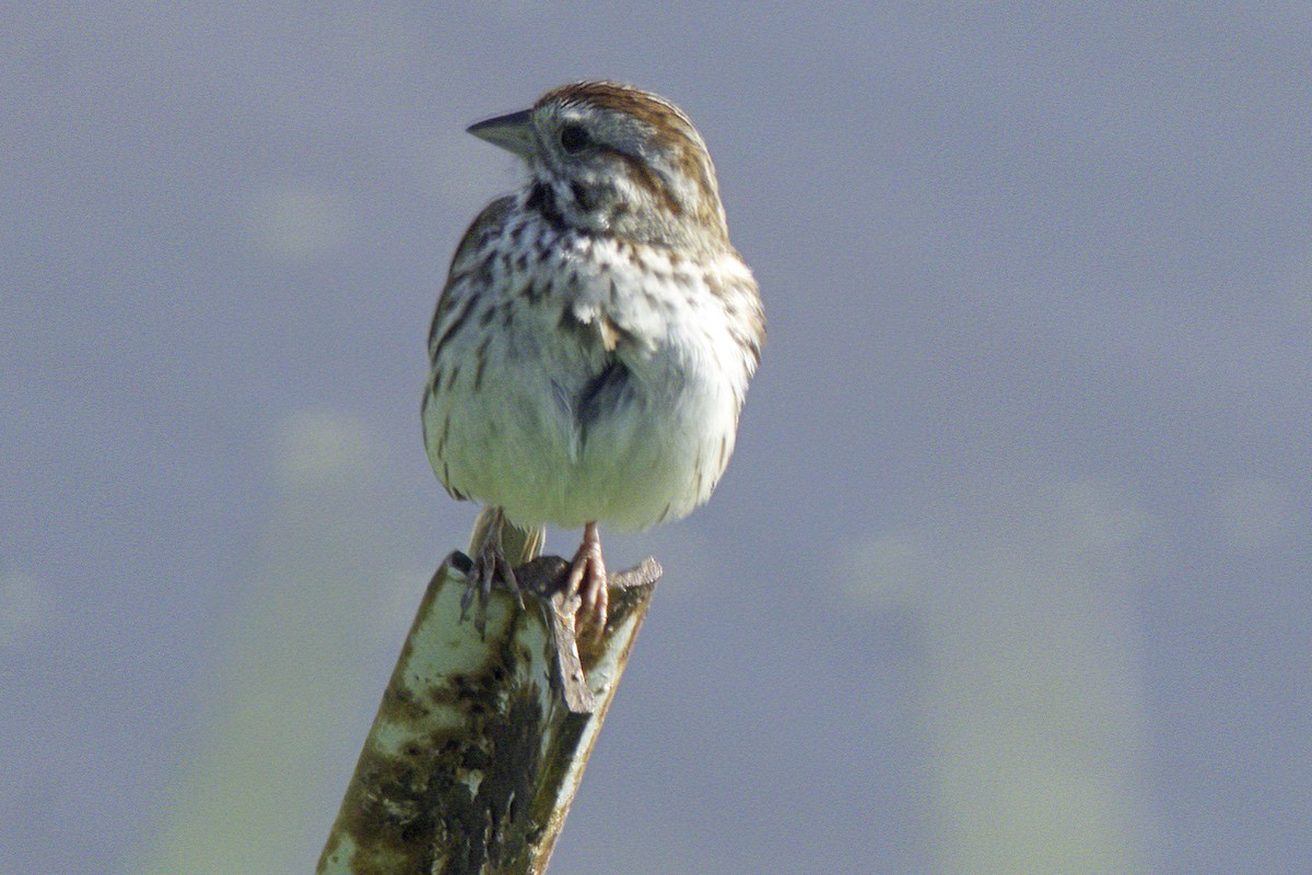 Savannah Sparrow - ML619545124