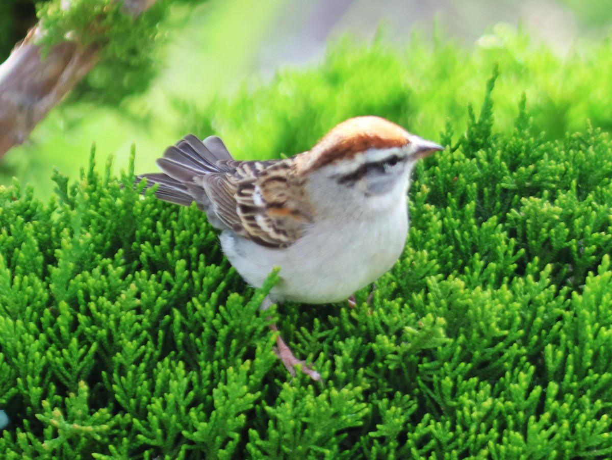 Chipping Sparrow - ML619545149