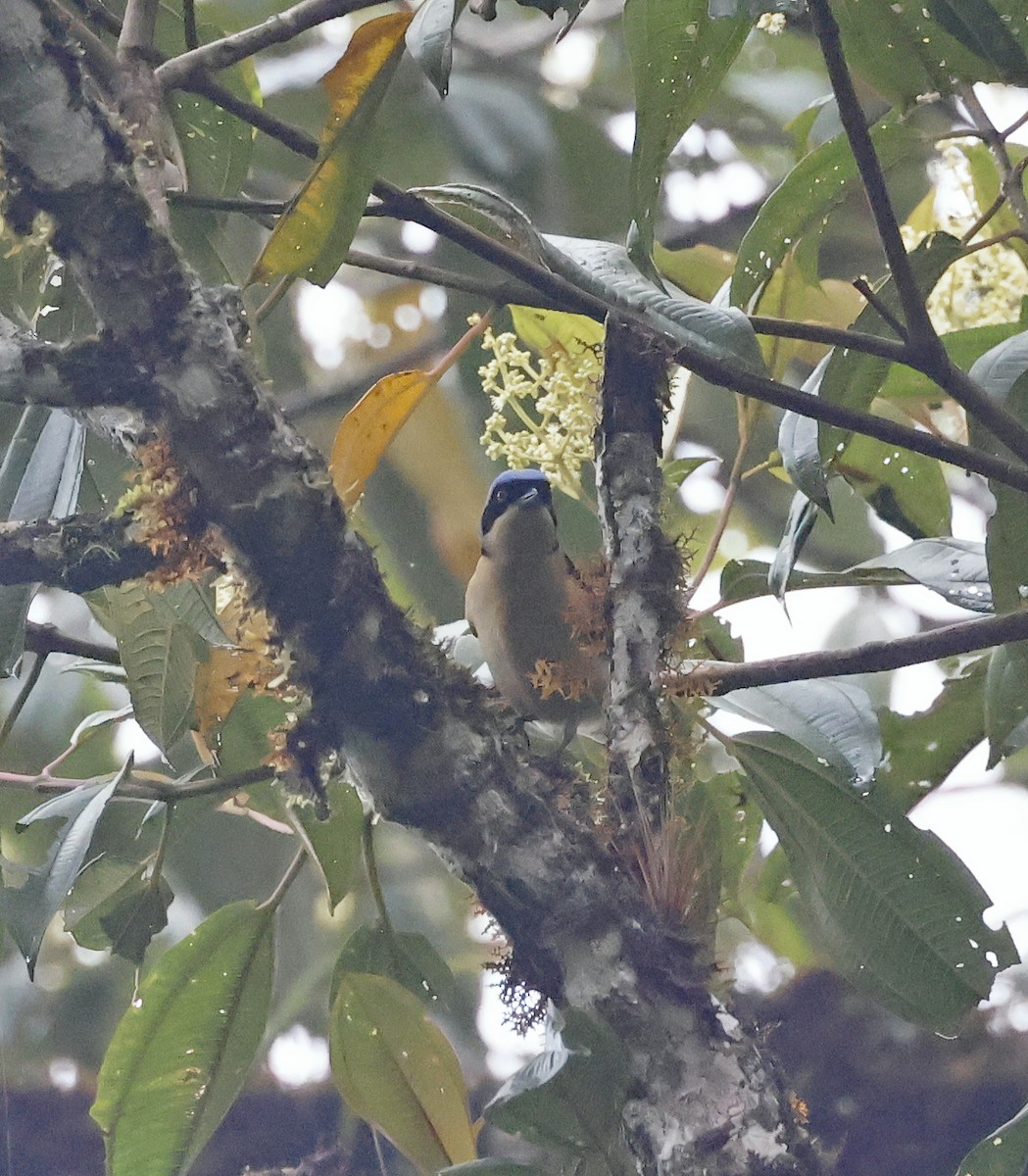 Fawn-breasted Tanager - ML619545151