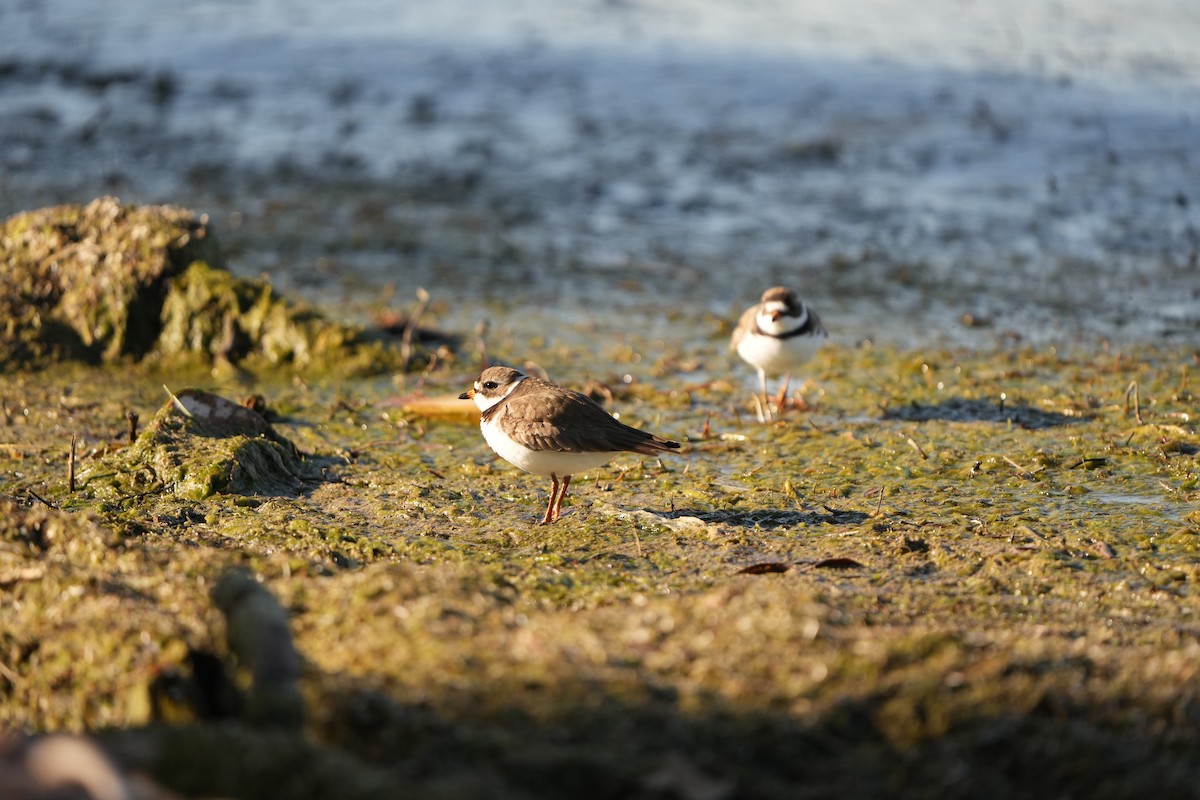 Semipalmated Plover - ML619545152