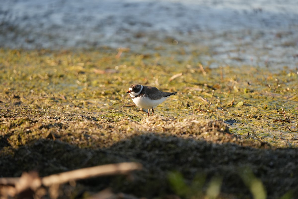 Semipalmated Plover - ML619545153