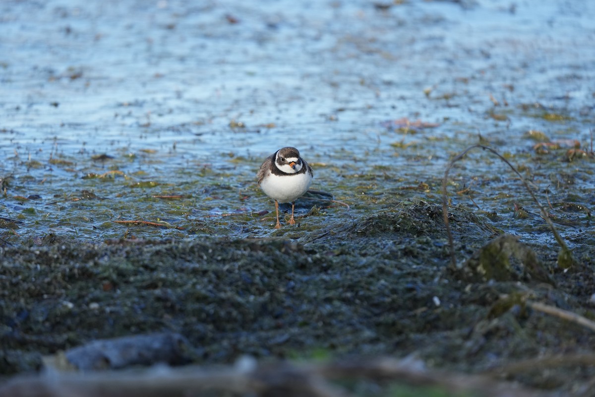 Semipalmated Plover - ML619545154