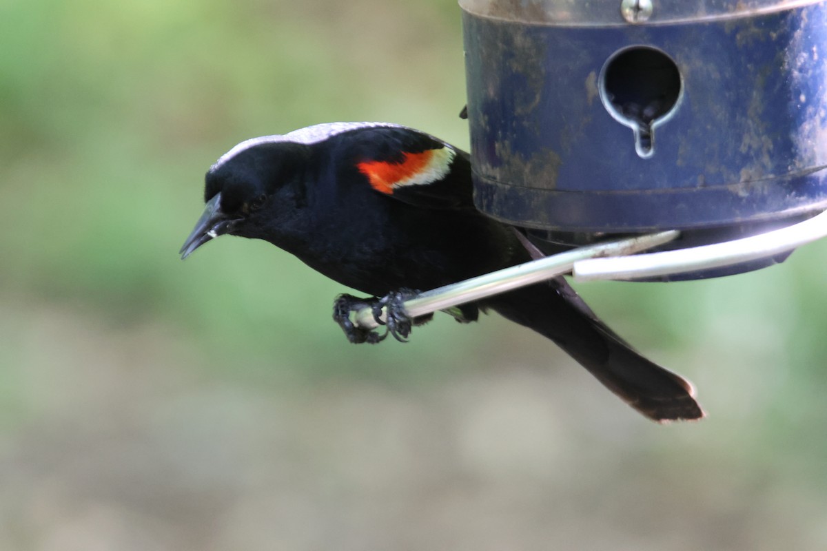Red-winged Blackbird - ML619545221