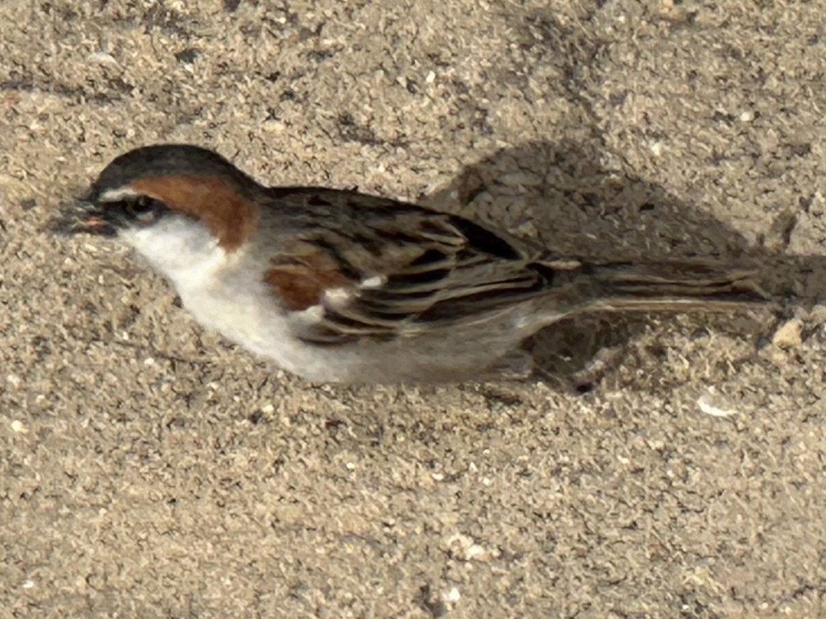 Cape Verde Sparrow - ML619545240