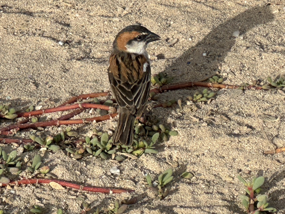 Cape Verde Sparrow - ML619545241
