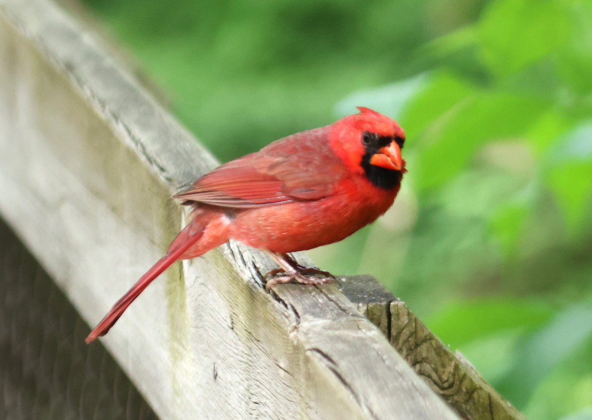 Cardinal rouge - ML619545244