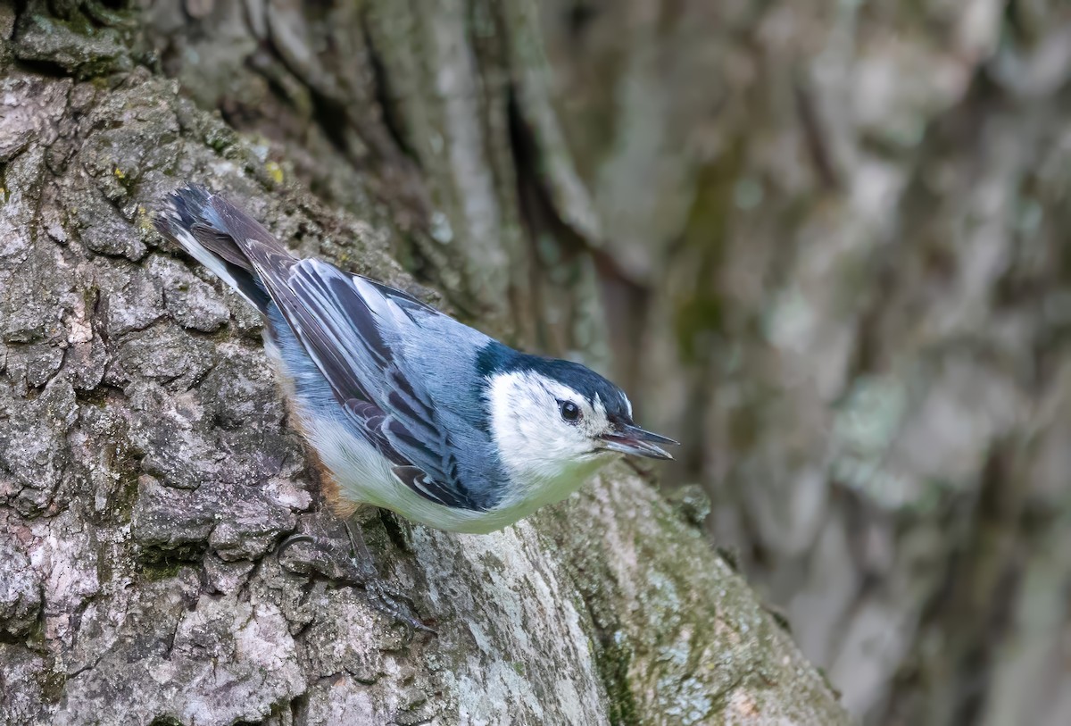 White-breasted Nuthatch - ML619545251
