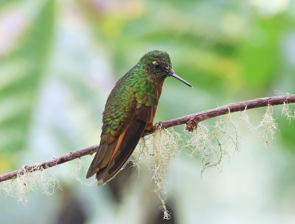 kolibřík peruánský - ML619545271