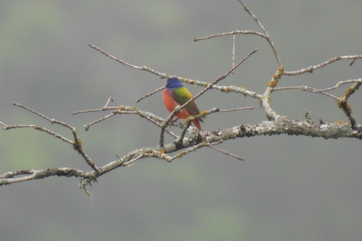 Painted Bunting - ML619545311