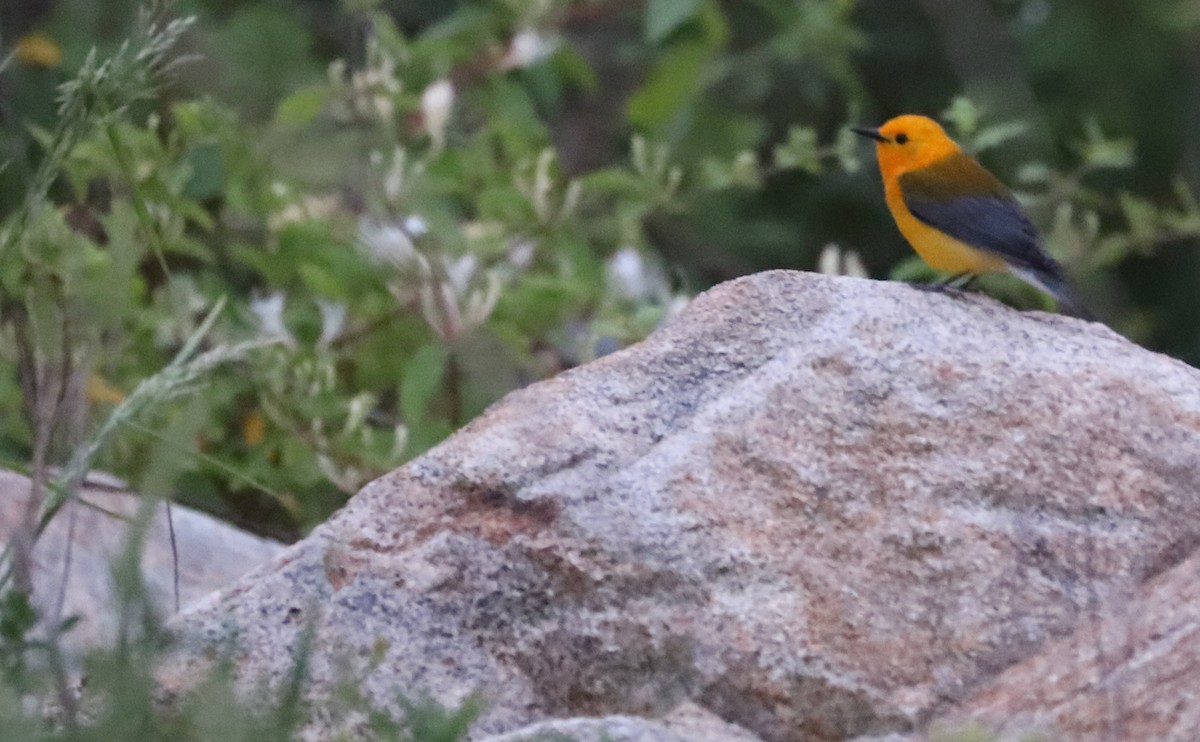 Prothonotary Warbler - ML619545329