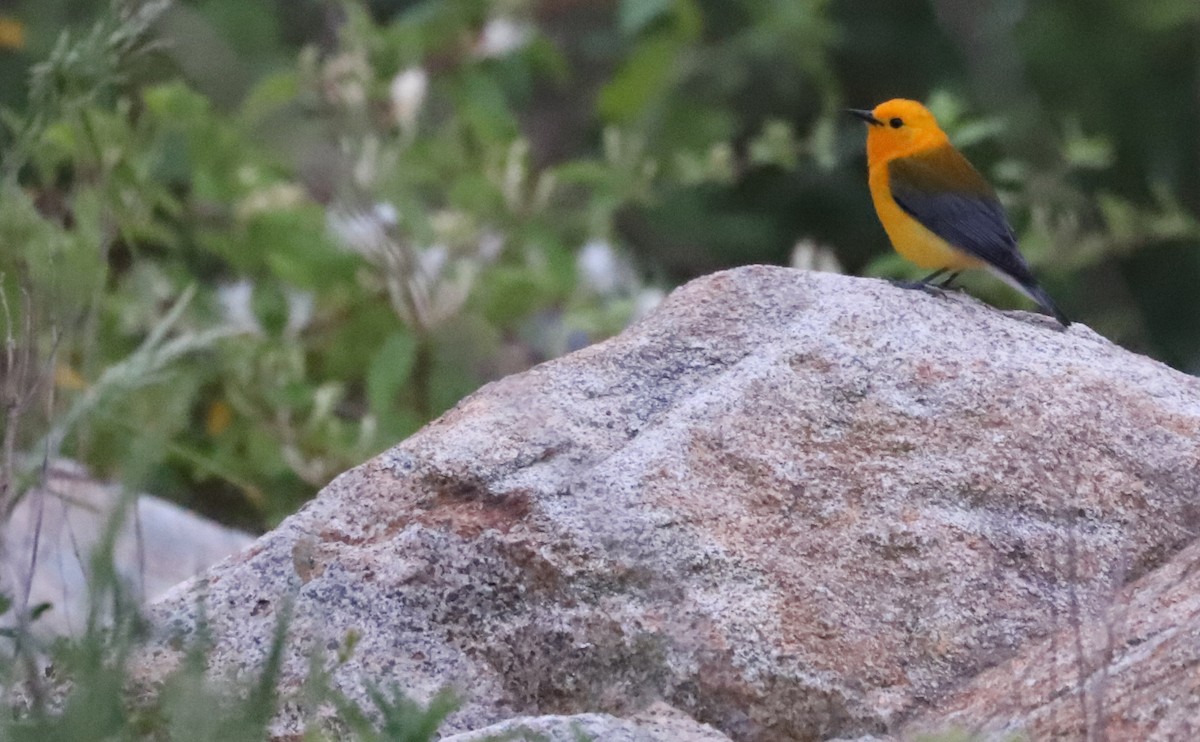 Prothonotary Warbler - ML619545334
