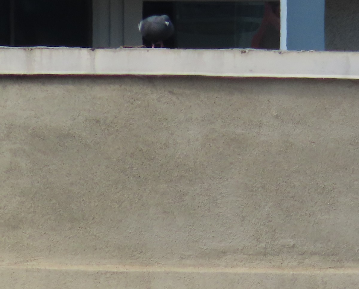 Rock Pigeon (Feral Pigeon) - ML619545374