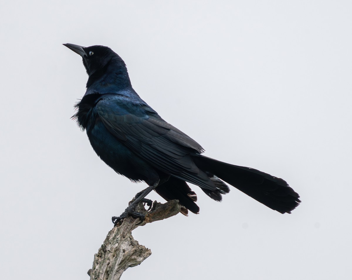 Boat-tailed Grackle - ML619545388
