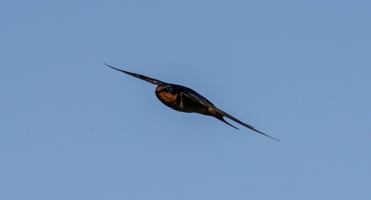 Barn Swallow - ML619545398